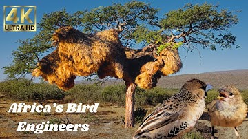Inside the Sociable Weavers’ Giant Nest: Africa’s Most Fascinating Bird Engineers in 4K