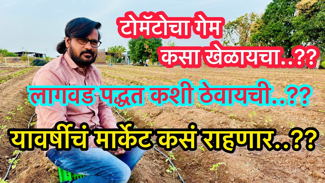 टोमॅटोचा गेम कसा खेळायचा..?? कसं राहणार यावर्षीचं मार्केट