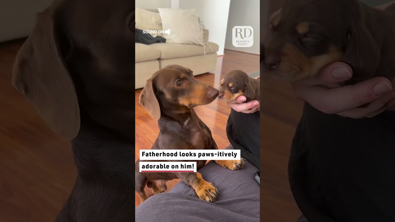 Dog Dad Meets His Puppy