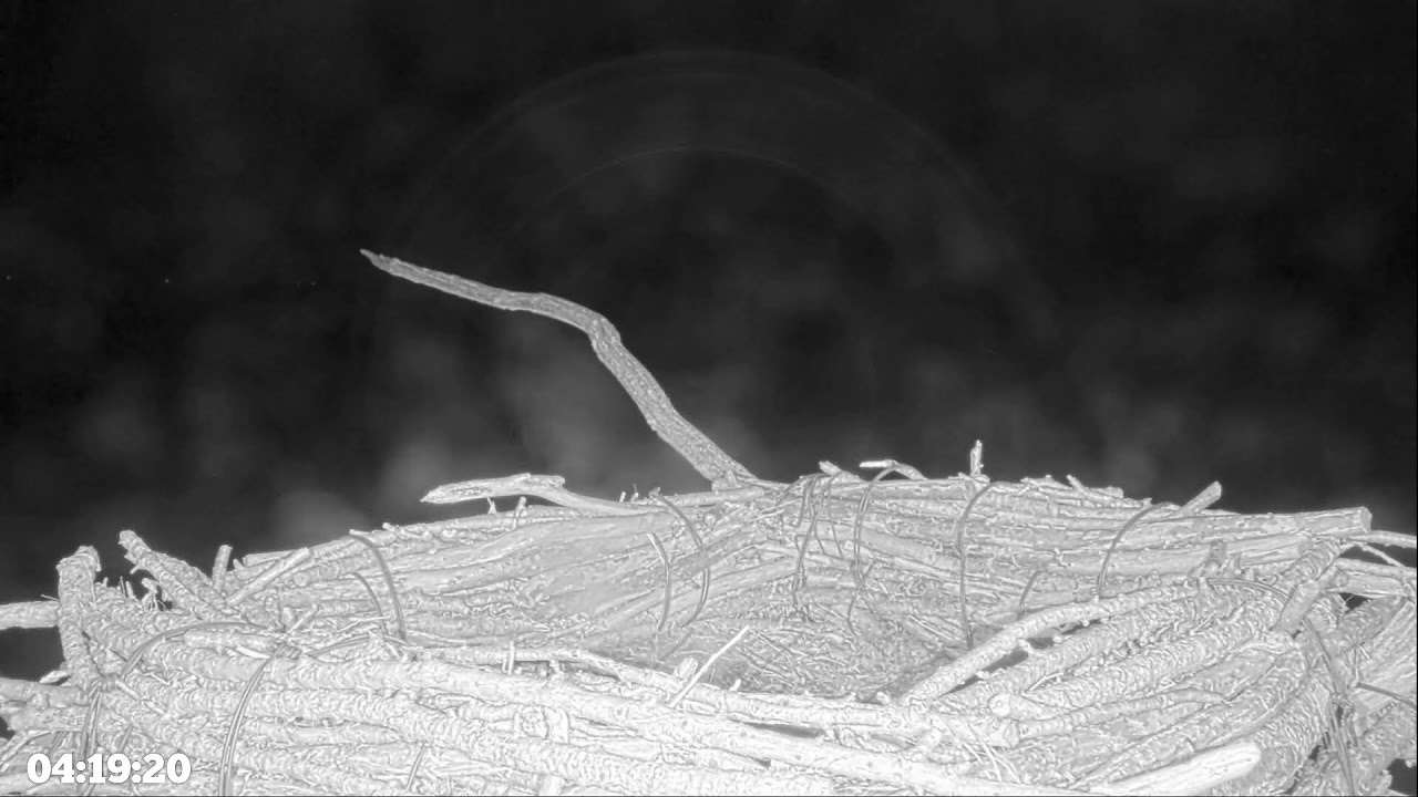 Pont Croesor Bridge & Glaslyn Valley - Osprey Nest Live Stream — Porthmadog, Gwynedd live camera thumbnail