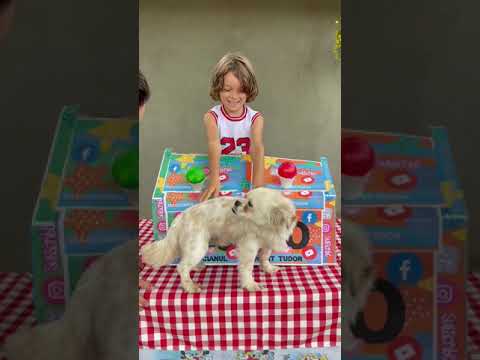 YES OR NO WITH ANIMALS