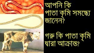 পাতা কৃমির কারন, লক্ষন ও প্রতিকার জেনে নিন...বিস্তারিত ভিডিওতে screenshot 5