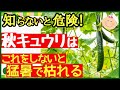 【秋キュウリの基本】初心者でもたくさん収穫できる最強の育て方!植え付け~収穫までのコツ~プランター家庭菜園~