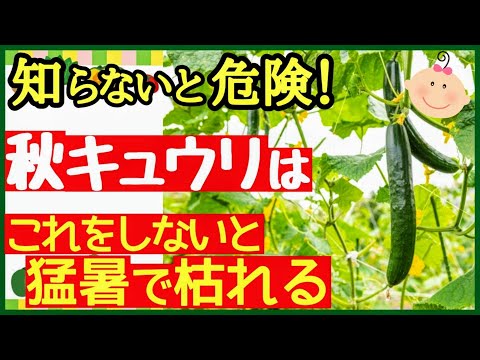 【秋キュウリの基本】初心者でもたくさん収穫できる最強の育て方！植え付け～収穫までのコツ～プランター家庭菜園～