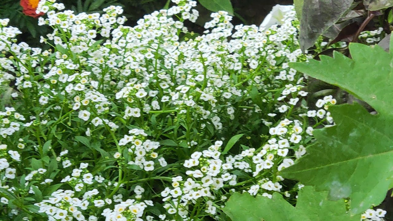 Пик лета, люблю лето/ дари ланів/гортензии растут... - YouTube