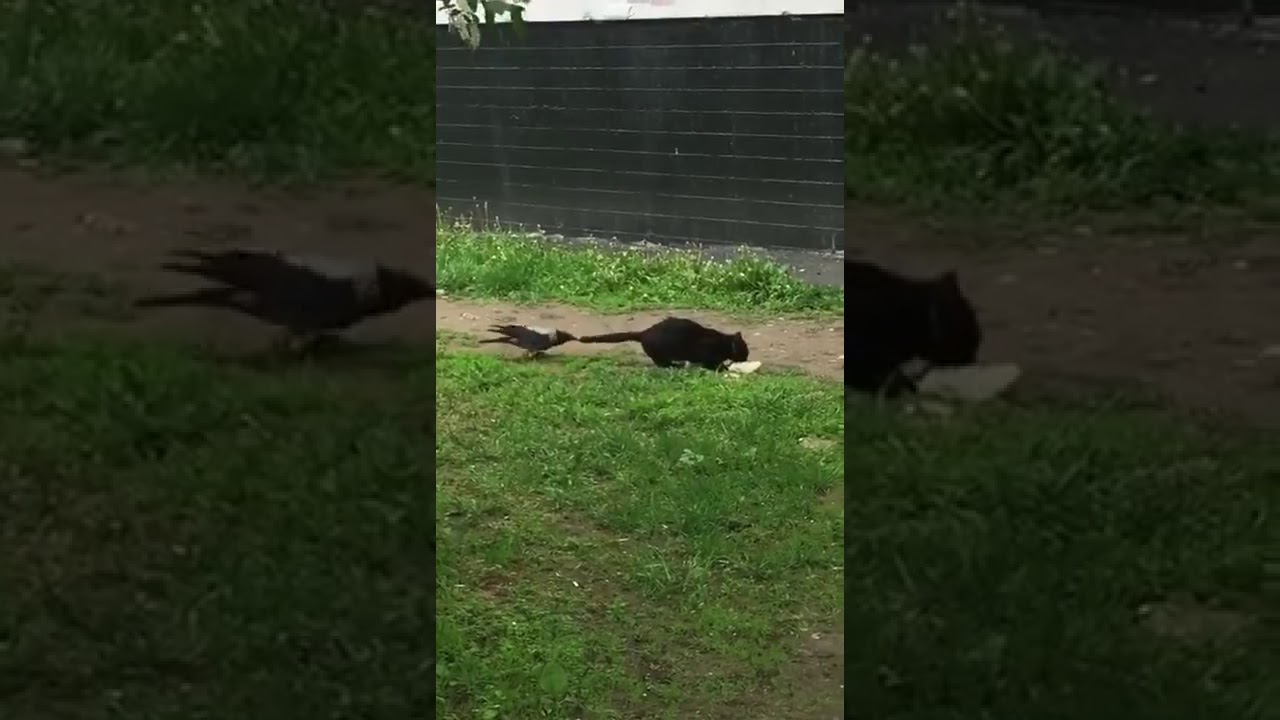 Crow bites cat's tail YouTube