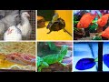 Vlog 100 animaux reptiles oiseaux lapins poissons   mes poules et moi