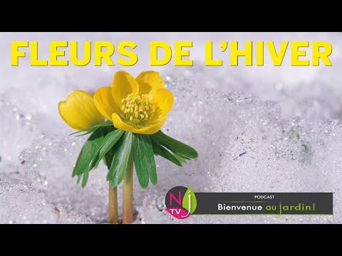 Vidéo: Informations sur l'aconit d'hiver - Conseils sur la culture de l'aconit d'hiver