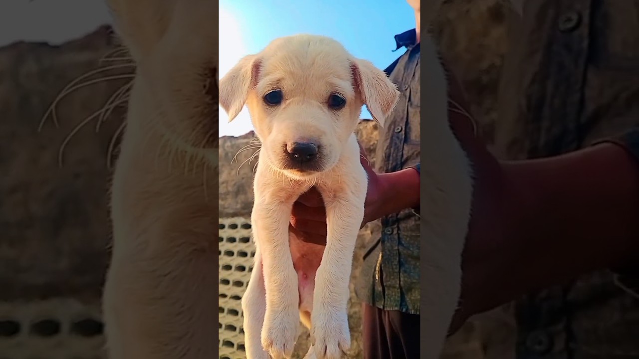 small puppy sound# cute puppy