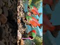 animasi ikan salmon bermigrasi