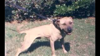 Real American Pit Bull Terrier Here