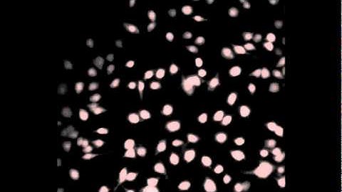 Fura2 loaded Cells acquired with PCO.Edge sCMOS camera