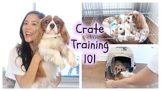 How To Crate Train | Herky the Cavalier | Cavalier King Charles Spaniel
