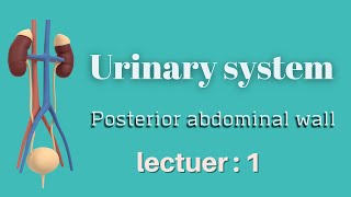 Posterior abdominal wall || Urinary system||L-1