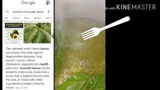 What is Benefits of Avocado Leaves/ thanks search engine, now i know
