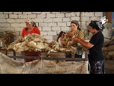 ფერმა - ქართული მატყლი დიდი ბრიტანეთის ბაზარზე გავა