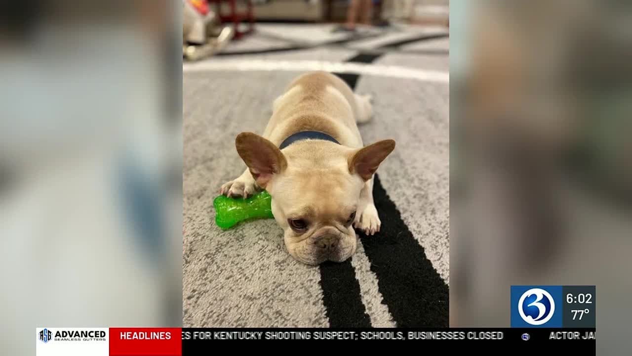 Haddam woman charged with animal cruelty months after dog was dumped on ...