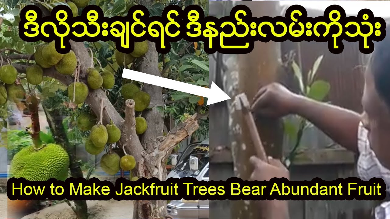 ပိန္နဲသီးများများသီးမဲ့နည်းပြောပေးလိုက်ပီ(How to Make Jackfruit Trees Bear Abundant Fruit)