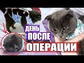 Download ДЕНЬ ПОСЛЕ ОПЕРАЦИИ - ЧТО СТАЛО С НАШЕЙ КОШКОЙ? ДЕНЬ ПОСЛЕ ОПЕРАЦИИ - ЧТО СТАЛО С НАШЕЙ КОШКОЙ?