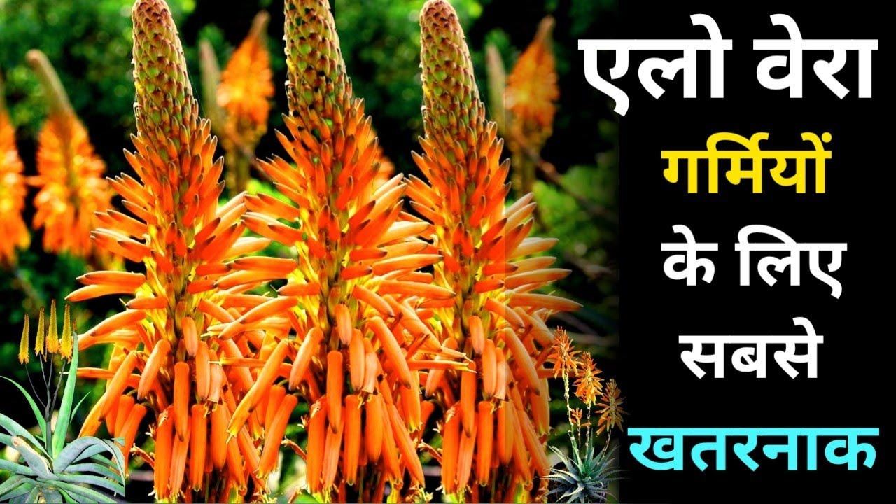 Aloe Vera flower good or bad luck Aloe Vera flower ke fayde Aloe