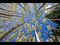 1 Hour in a Healing Aspen Forest w/ Nature Sounds 1080p Pure Relaxation Video