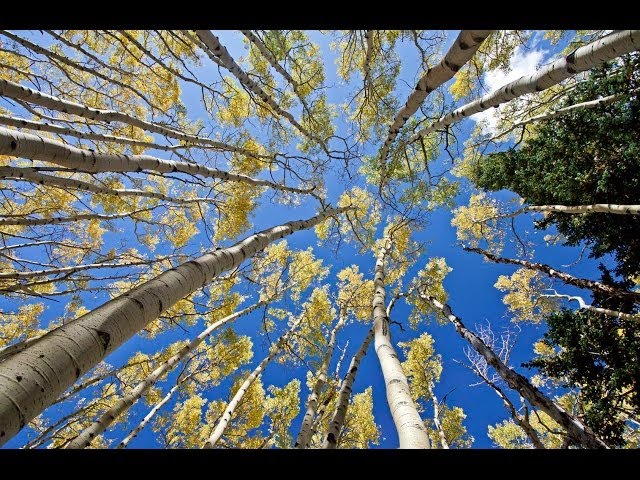1 Hour in a Healing Aspen Forest w/ Nature Sounds 1080p Pure Relaxation Video