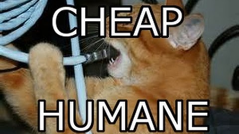 How To Stop Cats From Chewing on Wires - Safe and Effective!