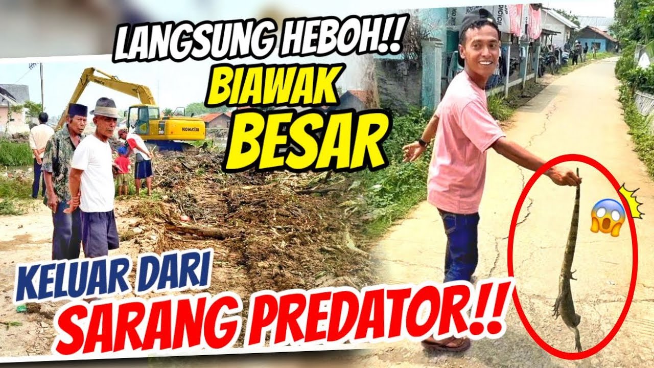 LANGSUNG HEBOH🤣BIAWAK BESAR KELUAR DARI SARANG PREDATOR KALI SRENGSENG KABUPATEN BEKASI