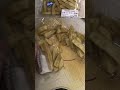 フライドポテト塩味を切りました。 #オリジン #フライドポテト