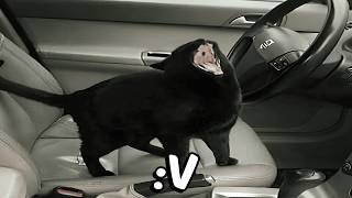 Shitposting Compilation V80 Ft. @Mrshittpost