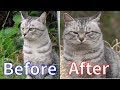 【猫の親子】父猫がやってきた！？その時、子猫達の反応は．．！？　cat family