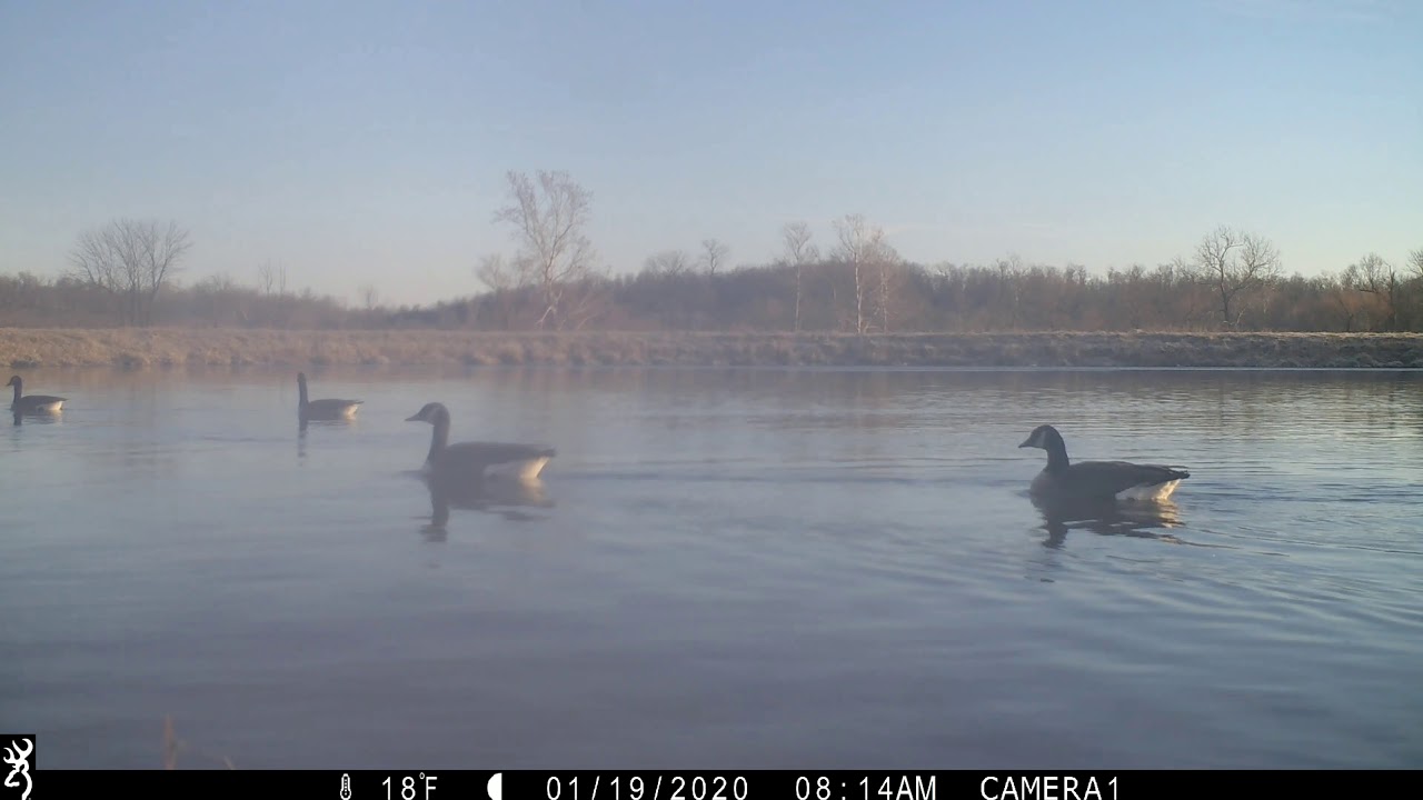 Trail Camera Videos Waterfowl Jan. 2020 YouTube