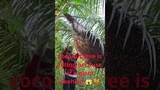 The entire coconut tree is tilting because of a giant beehive 😱🍯