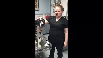 Avma Required Task Video