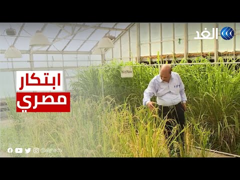 مصر عالم مصري يطور سلالة أرز مقاومة للجفاف والملوحة وذات إنتاجية عالية