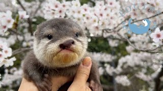 Timing of Surgery while Viewing Cherry Blossoms with a Cleft Lip Baby Otter