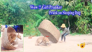 Wow !!! Girl Pranker - Handmade Basket vs Prank on Sleep Dog , How can stop laugh