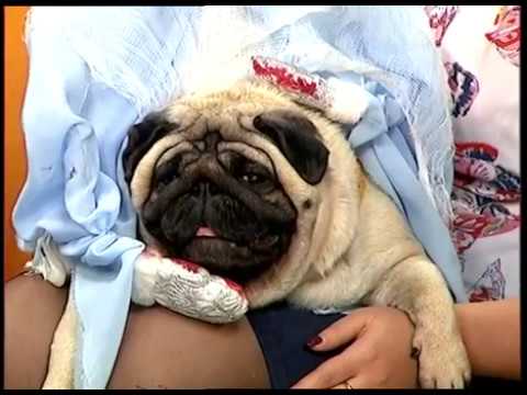 мопс в руке