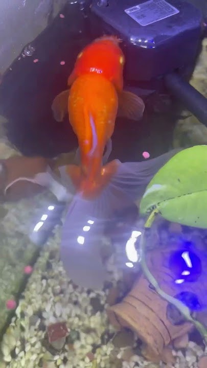 My Janitor Fish Floating And My Goldfish Greedy summer2023 home my-janitor-fish-floating-and-my-goldfish-greedy-summer2023-home