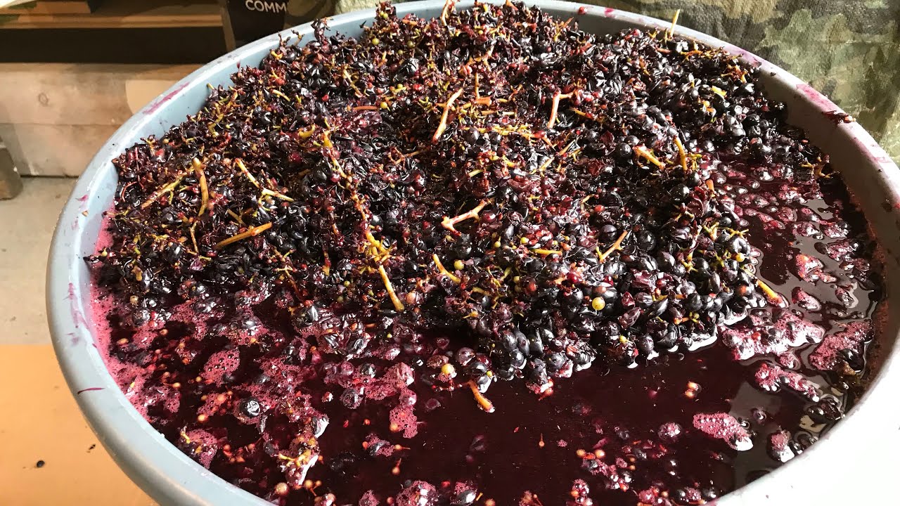 Jak zrobic wino? Robie czerwone wino stara tradycyjna metoda