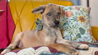 Sweetie Georgia The Charming Girl