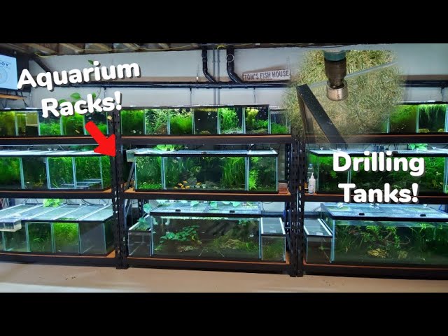 Fish Room Aquarium Racks I Use, How To Drill Tanks! 