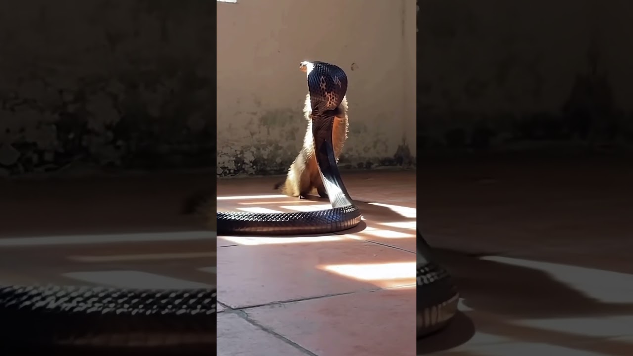 🐍 Cobra vs Mongoose — a battle written by nature itself | 