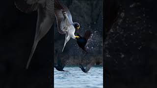 Falcone the speed master and screat killer of the sky