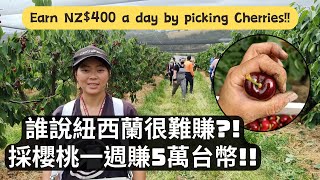 Picking cherries in Cromwell, New Zealand 紐西蘭櫻桃摘採介紹，工作環境、收入大公開 | 櫻桃摘採特集(上)【紐打大小事 EP06】