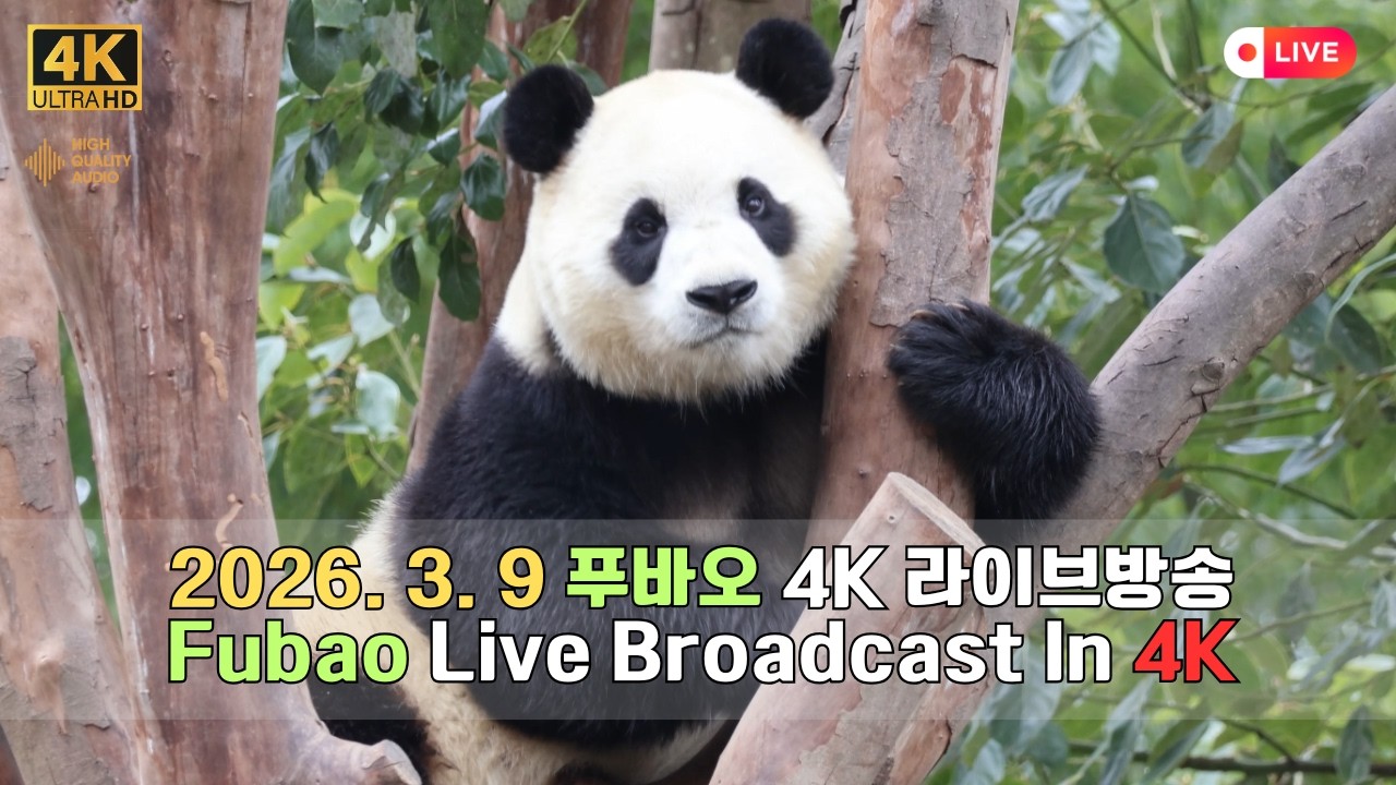 3월 9일의 푸바오의 하루를 4K 고화질 고음질 방송으로 만나보세요.(4K Fubao Live Broadcasting)