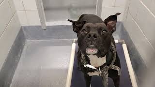 acs A664506