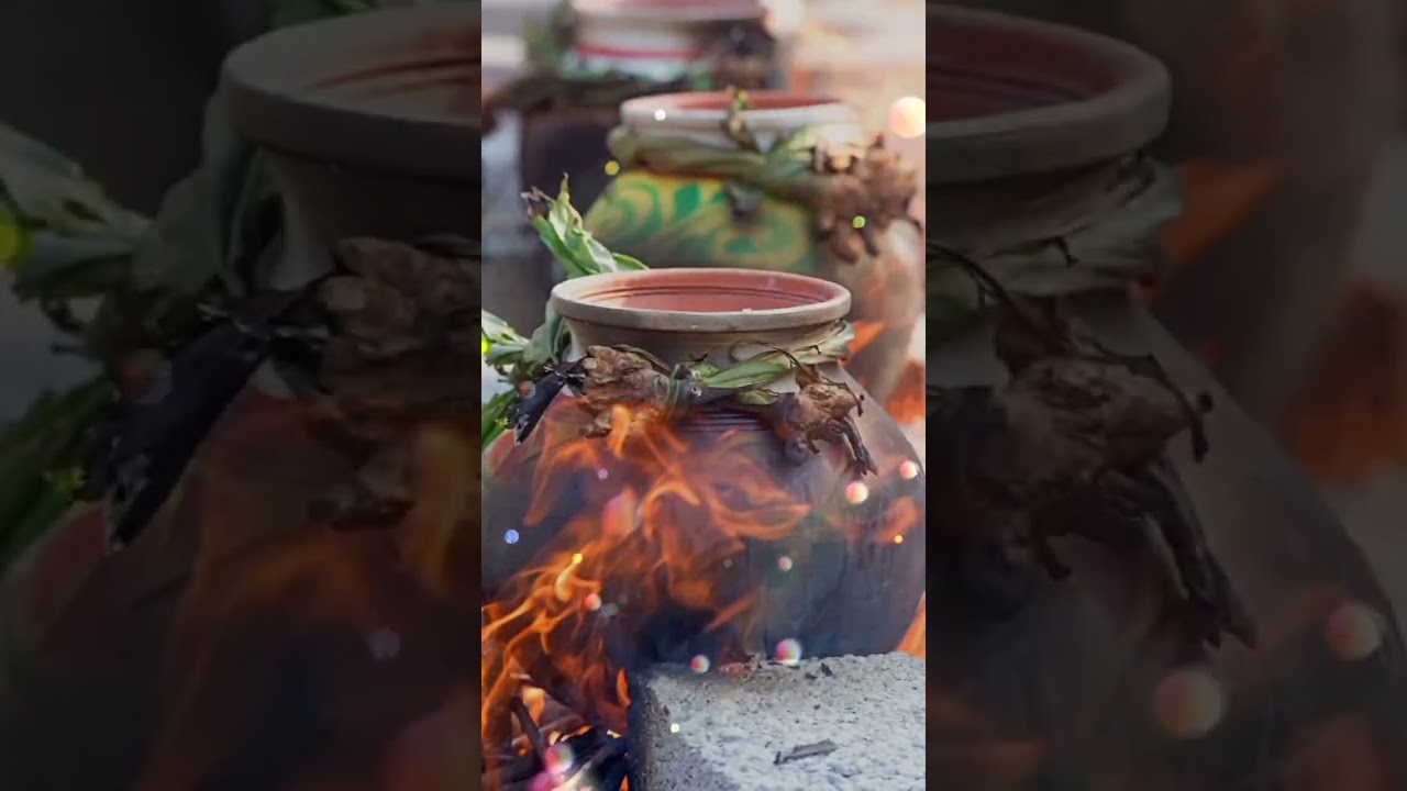 Pongal whatsapp status tamil 2024 🌾 15 January 2024 