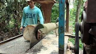 Perbedaan antara kayu waru Gombong/pocok
