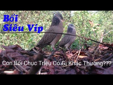 Video Bẫy cu gáy Thổ VIP Gù Dài Đếm Không Hết - youtube